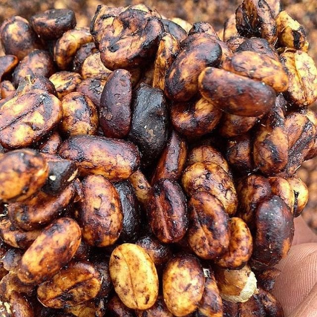 What is Honey Processed Coffee? White, Yellow, Red, & Black Honey explained