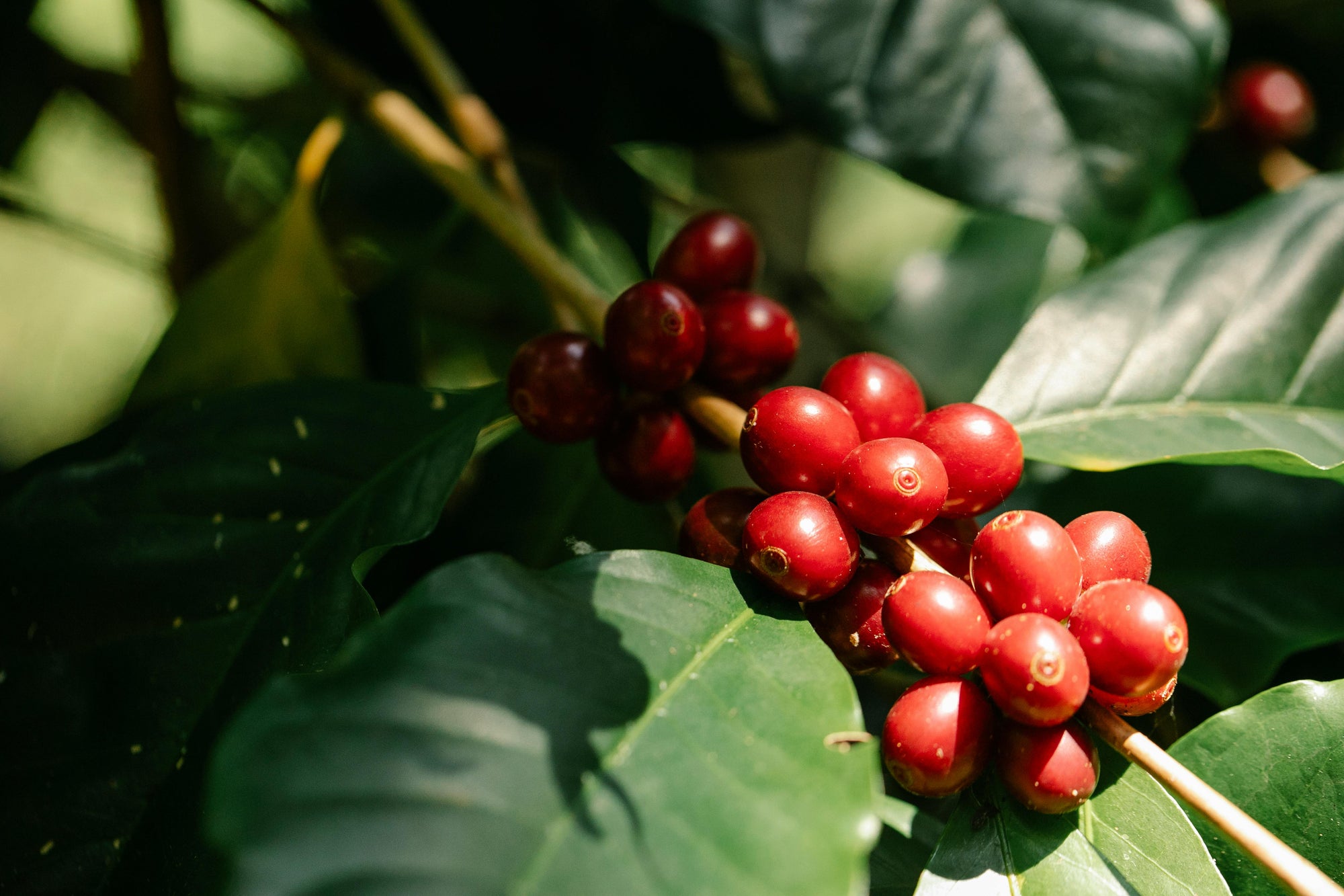 Understanding Coffee Processing Methods: From Cherry to Bean