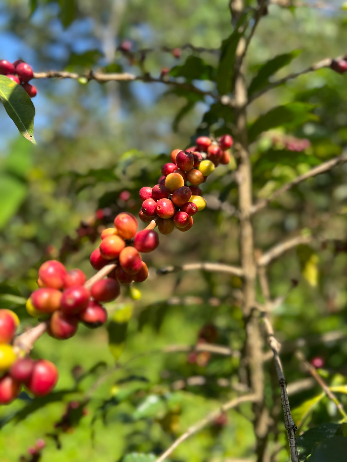 Ethiopia Hadeso
